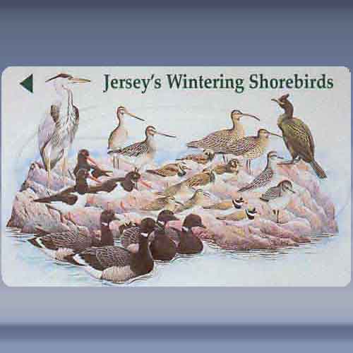 Wintering Shorebirds